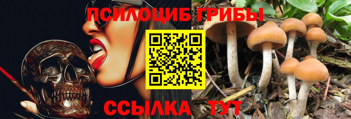 Новочеркасск  Псилоцибиновые грибы Psilocybe  Вход с VPN 
